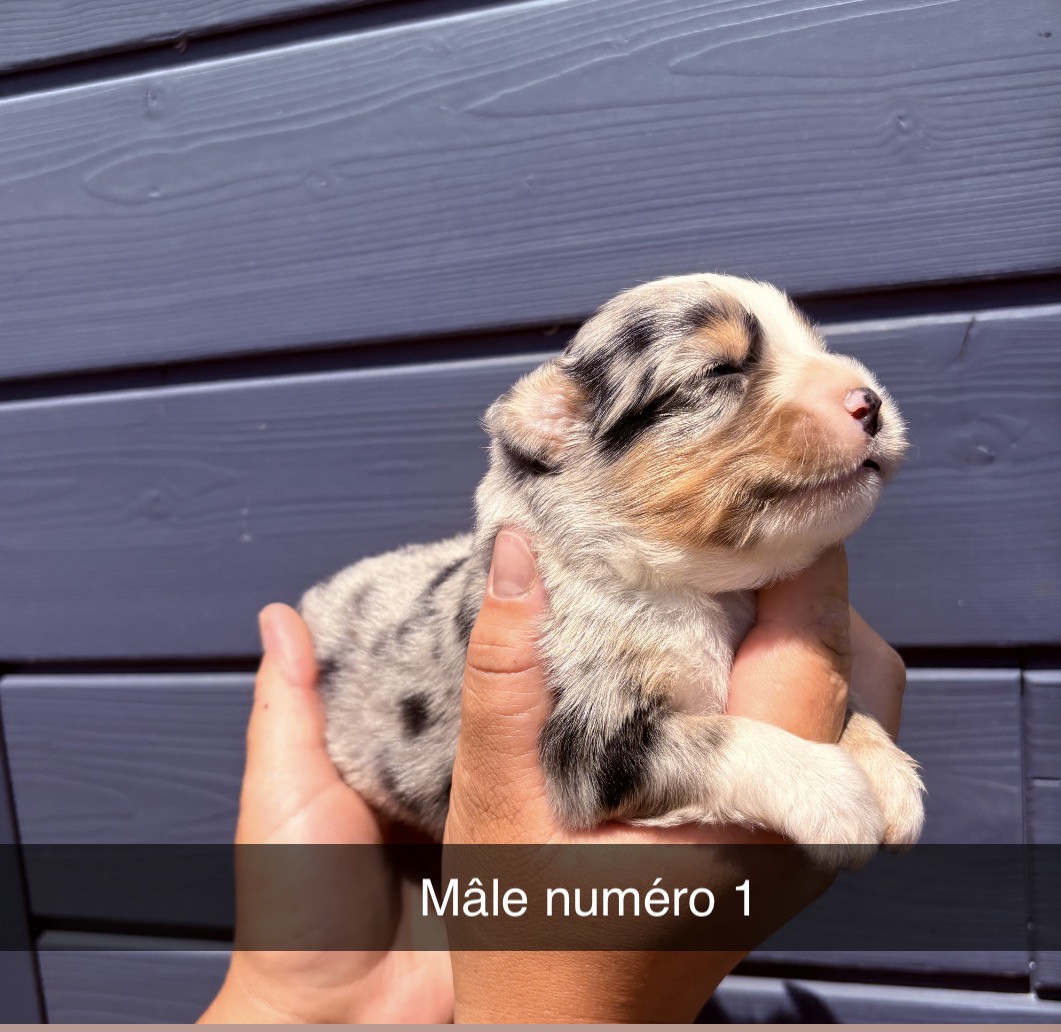 Maxime Leroy-davesne-lefebvre - Chiots disponibles - Berger Américain Miniature 