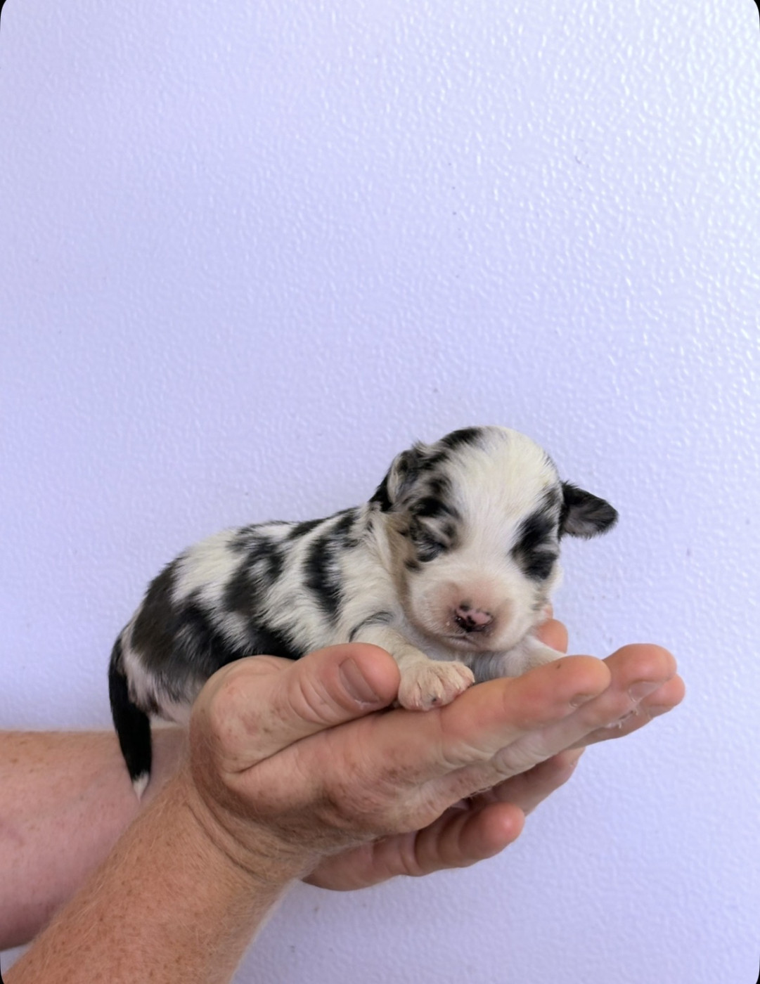 Maxime Leroy-davesne-lefebvre - Chiots disponibles - Berger Américain Miniature 