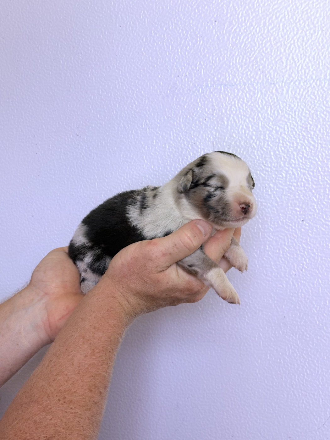Maxime Leroy-davesne-lefebvre - Chiots disponibles - Berger Américain Miniature 