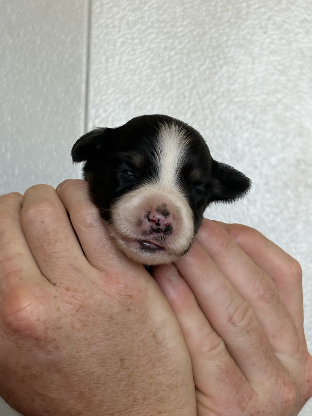 Maxime Leroy-davesne-lefebvre - Chiots disponibles - Berger Américain Miniature 