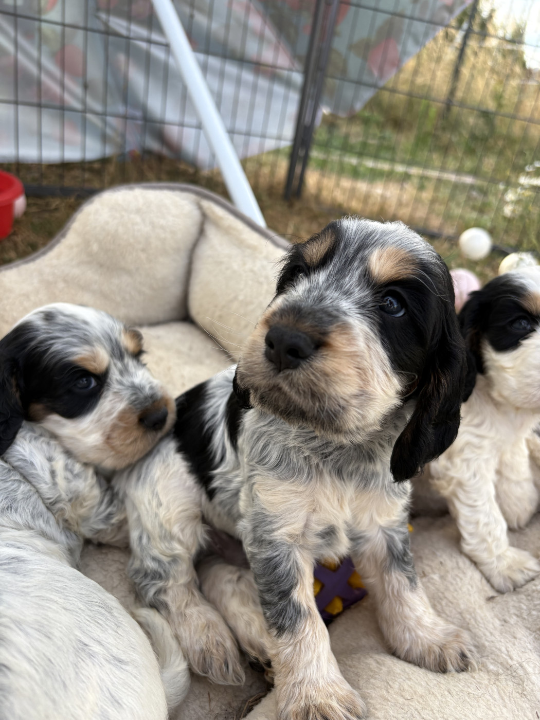 Maxime Leroy-davesne-lefebvre - Chiots disponibles - Cocker Spaniel Anglais
