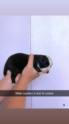 Chiot N°3