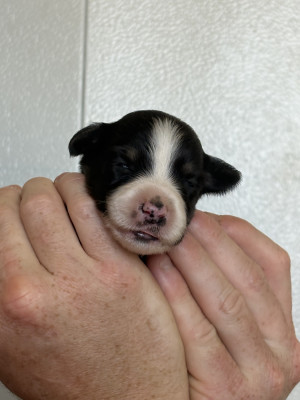 Chiot N°5