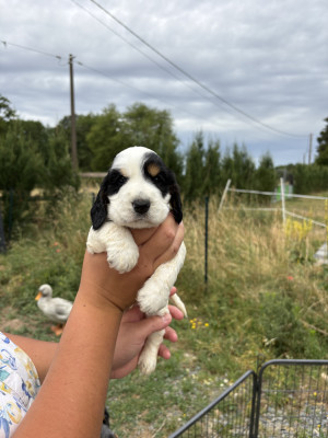 Chiot N°3